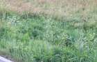 Teren la sosea, 5200 mp, localitatea Jena - 6