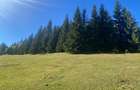 Teren extravilan la Poiana Horea - Belis - 16.000 mp - 4
