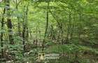Pădure și pășune de vânzare 8,2037 ha Borod, Bihor