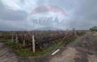Teren intravilan 2727mp Carligele / Strada Tulceanu - 3