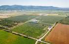 BUSINESS DE VANZARE Plantatie de afin din Romania - 5