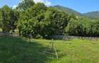Teren intravilan 8.000 mp, Arefu – Transfăgărășan | livadă, teren plat