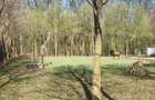 Teren de vanzare Strada Pădurii – „Un loc pe care nu îl alegi, ci te alege.” - 2