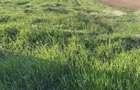 Teren Intravilan de vanzare in Alba Iulia zona Micesti in suprafata de 1077 mp - 1