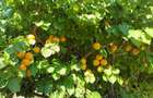 MAGURELE, Vila an 2012 S+P+E+M, Sutila 315mp, garaj, foisor, centrala proprie - 17