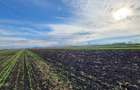 Vanzare Teren pretabil constructie hale, 28.100 mp, Halchiu - 7
