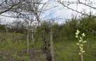 CASĂ TRADIȚIONALĂ CU GRĂDINĂ GENEROASĂ ȘI VIE – ISACCEA, JUD. TULCEA - 4
