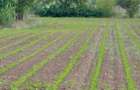 la Soseaua Principala (Braila-Buzau) Teren 9000 mp deschidere 120m  Lacu Sarat - 3