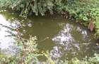 Teren de vanzare - Baicoi(Central) (intre case,gaze,curent,canalizare) - 4