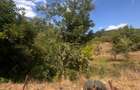 TEREN INTRAVILAN - 2500 MP - Valea Mare- Podgoria - 4