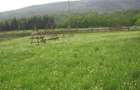 Teren intravilan situat in Traiteni,Valea Doftanei - 3