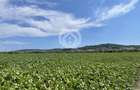 Teren intravilan Medias | 13700 mp | Deschidere 242 ml la drum public - 3