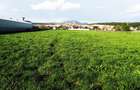 Teren intravilan 1,2 ha *12000 mp, casa 61 mp, sera, front stradal 15 m