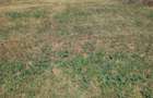 Teren Tamasi str Ateneului 80eur/mp - 1
