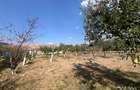Teren intravilan de vanzare | Tileagd | jud. Bihor - 4