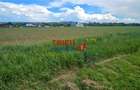 Teren intravilan industrial cu PUZ aprobat - 3