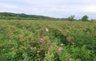 TEREN CU PLANTAȚIE DE TRANDAFIRI ,,ROSA DAMASCENA,\ \CARANSEBEȘ\JUD.CS - 1
