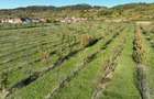 RECO, Teren cu livada de ciresi, Zona Auseu, Bihor - 4