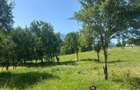 Teren Sohodol cu vedere catre M-tii Bucegi - 4