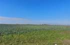 Teren arabil, zona Turnu - 4