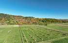 RECO, Teren cu livada de nuci, Zona Auseu, Bihor - 5
