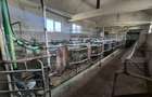 Ferma de bovine de inchiriat, 1800 mp, Lazuri - 3