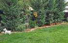 Individual villa with beautiful garden in Pipera close to International Schools - 29