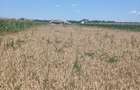 Teren intravilan, 10000mp, zona Maneuti, Radauti