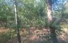Teren extravilan de vaznare, 5000 mp, zona Matasaru - 7