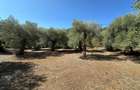 Teren intravilan pe insula Thassos, aproape de plaja salbatica - 3