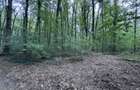 46644 mp teren in Padurea Baneasa proiect exclusivist - 8