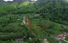 Teren intravilan 5.261 mp Tohănița | Deschidere 49 m | Utilități, lângă pădure - 1