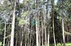 Teren Poiana Angelescu, Sacele, Brasov - 17