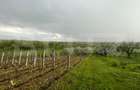 Teren intravilan, 4447 mp, 28 ml deschidere, Pielesti - 10