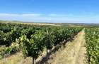 Vie de 115 Hectare în satul Dud, județul Arad - 5