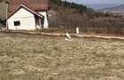 Teren intravilan cu autorizatie de constructie, toate utilitatile - 2