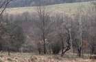6000 MP intravilan, sat Bistrita, 9 Eur/MP - 4