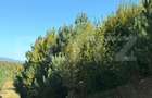 Teren intravilan, 2.000 mp, zona Geamana - Codlea