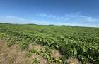 Teren intravilan, 758mp, 39m deschidere, platoul Beldiman! - 3