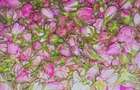 TEREN CU PLANTAȚIE DE TRANDAFIRI ,,ROSA DAMASCENA,\ \CARANSEBEȘ\JUD.CS - 13