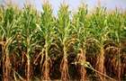 PORTOFOLIU AGRICOL PREMIUM 3.000 HA SUDUL ROMÂNIEI OPORTUNITATE INVESTIȚIONALĂ - 3