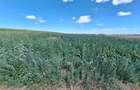 Teren de vanzare intravilan 5000mp localitatea Lazu - 5