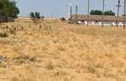 Ferma 10 ha Pantelimon - 1