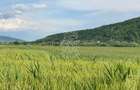 Teren -4.300 mp - Arabil - Chintelnic - 6