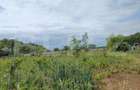 Teren intravilan, 987 mp, deschidere 19,5 m, Mânăstire Cârcea - 4