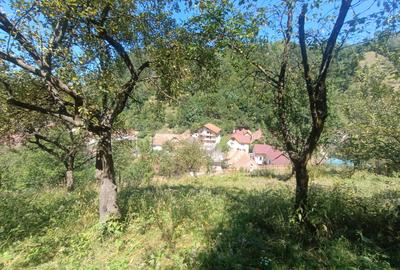 Gospodărie completă cu teren de 5.000 mp-Poiana Mărului, 198.000 € - 13