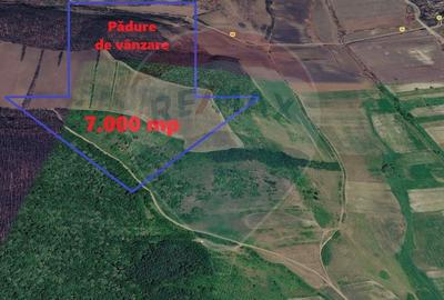 Padure de vanzare – 7.000 mp, Dealu Morii, jud. Bacau - 5