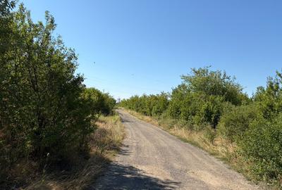 Vând teren langa Timișoara excelent pentru un parc de fotovoltaice - 9