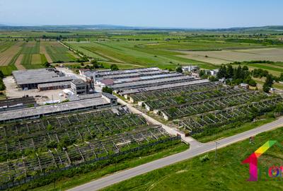 Teren 100.000 mp + Spatii Industriale Bacau - 14