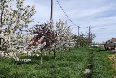 Ferma Zootehnică Mixtă – Cernateaz, Timiș | 9,5 ha | Hale Moderne, Casă 2019, va - 6